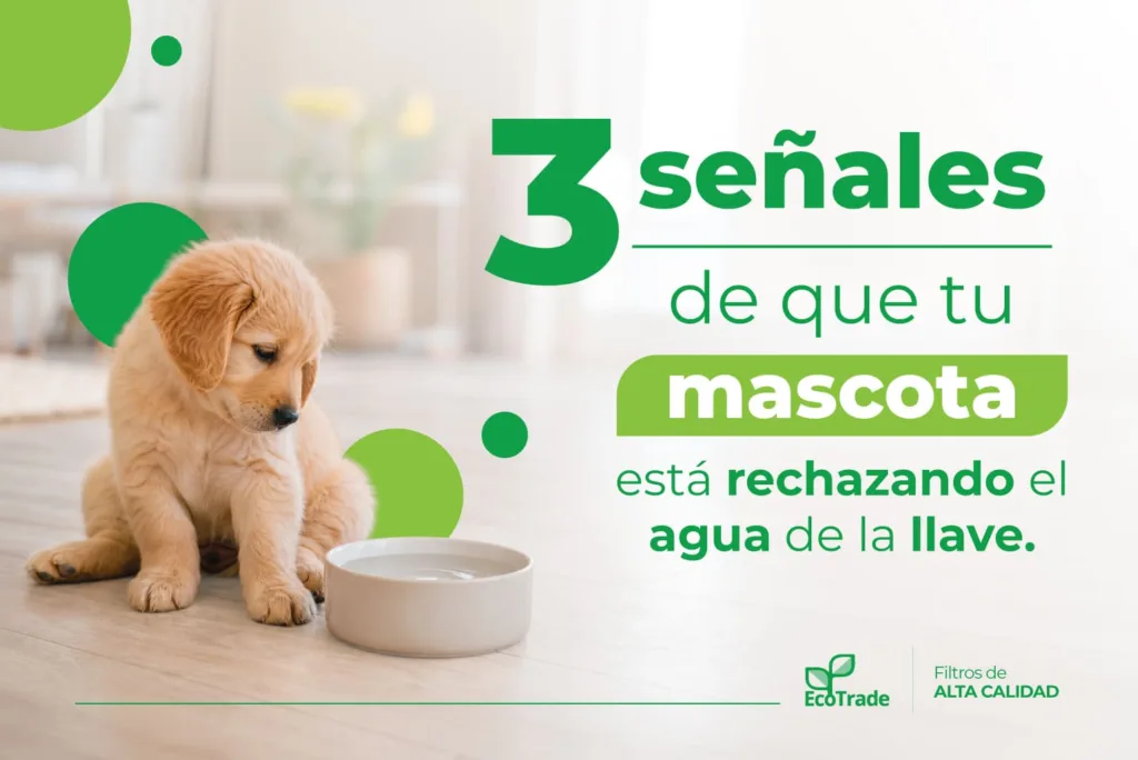 Agua para mascotas: conoce qué debes revisar en el agua de la llave y cómo elegir un sistema de filtración adecuado para perros y gatos.